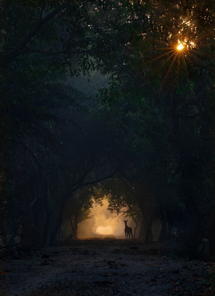 Photograph by Ravi yadav