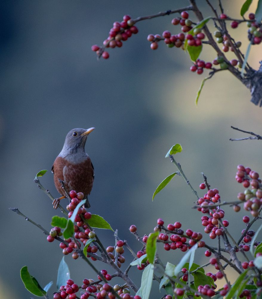 Photograph by Ravi yadav