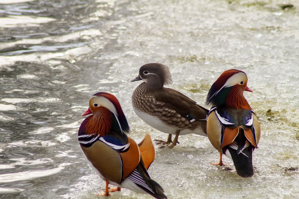 Photograph by Богдан Бигун