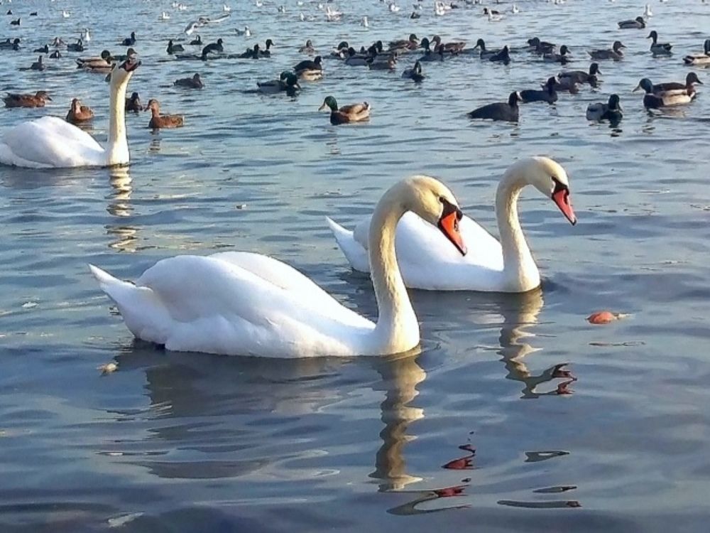 Photograph by Анна Гросу