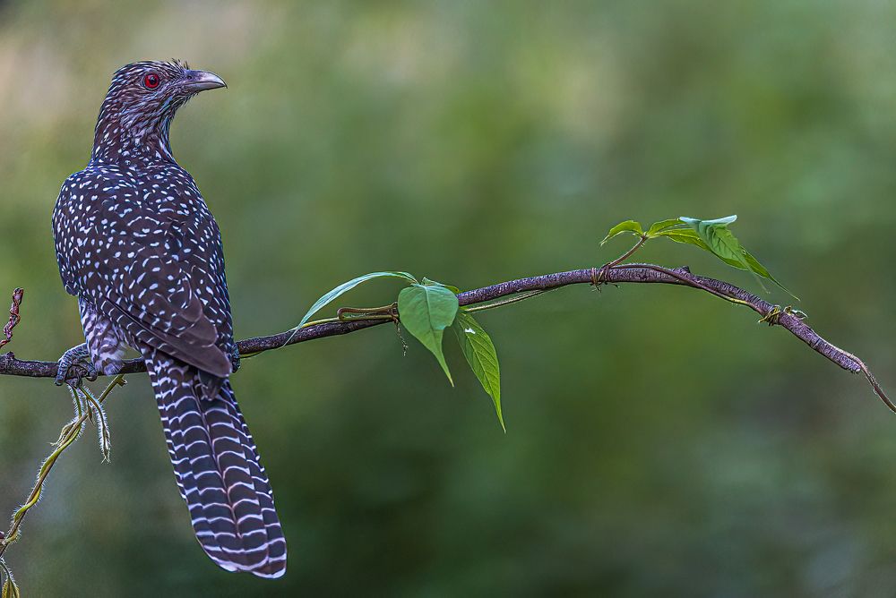 Photograph by Dipanjan Nath