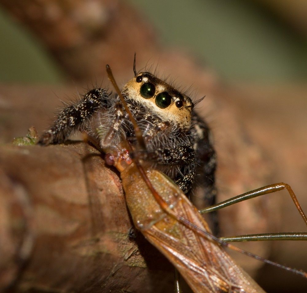 Photograph by Kiran Srinivasa