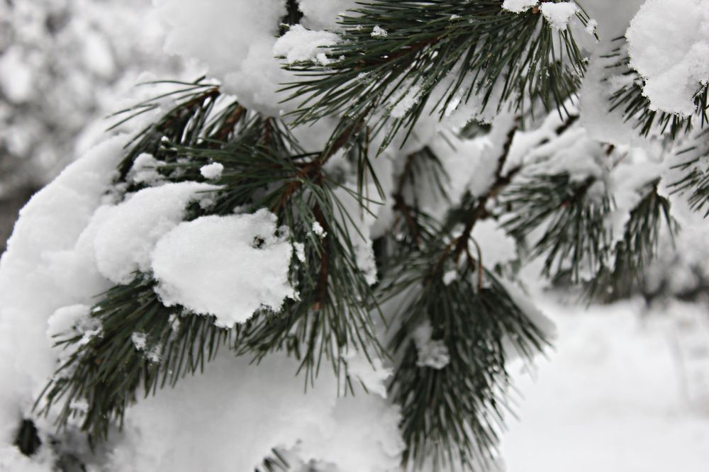 Photograph by Лев Марков