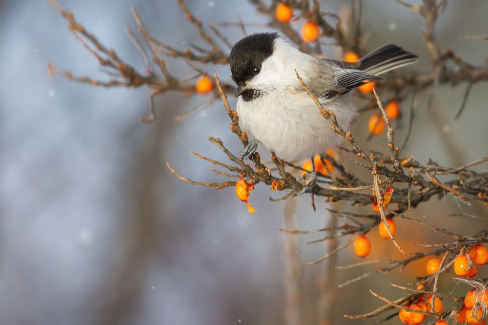 Photograph by Артем