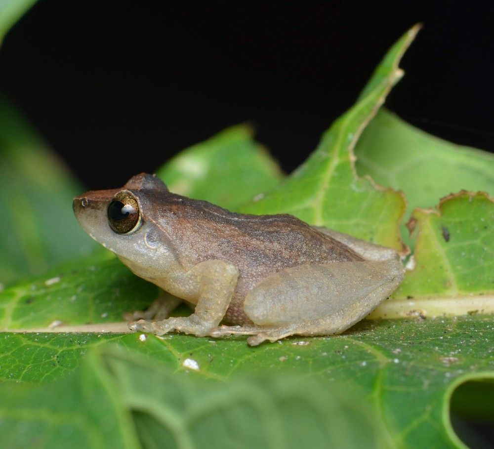 Common coqui