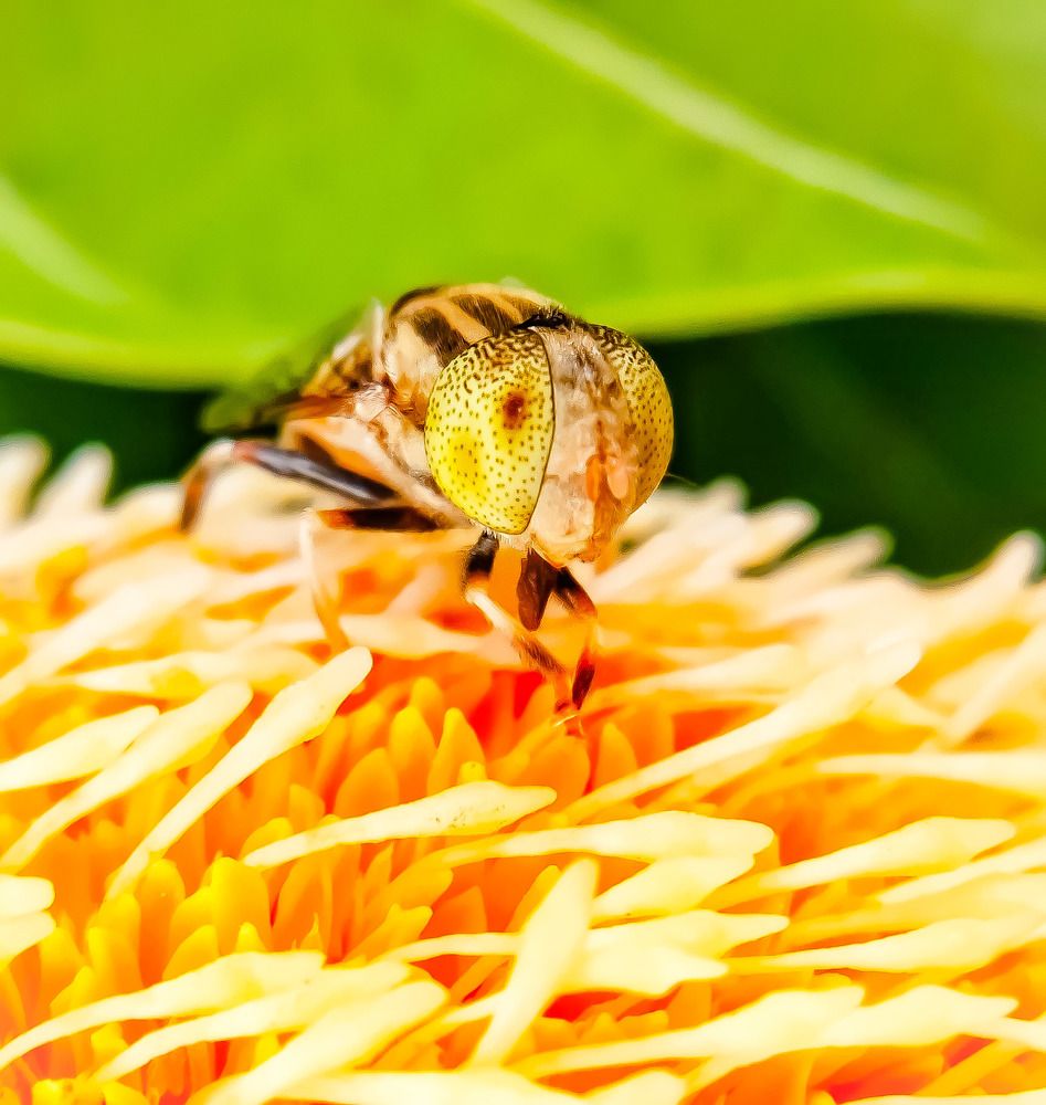 Honey lover
