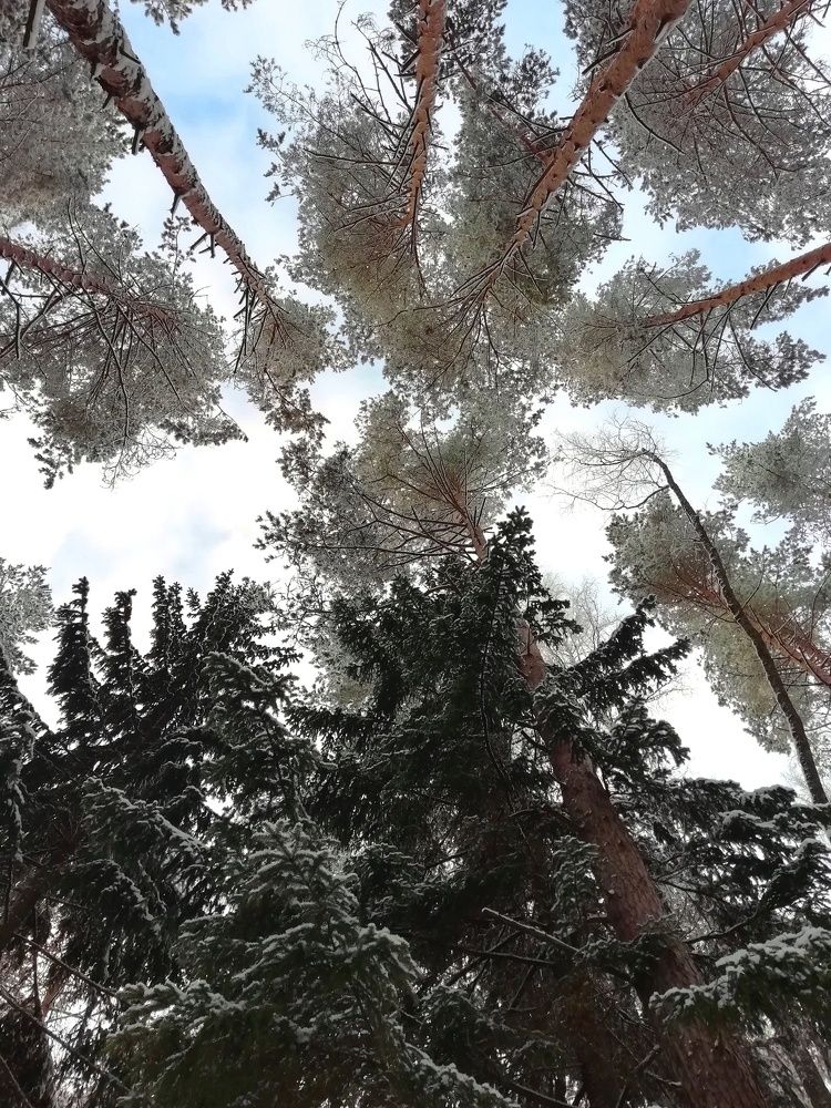 Верхушки зимы