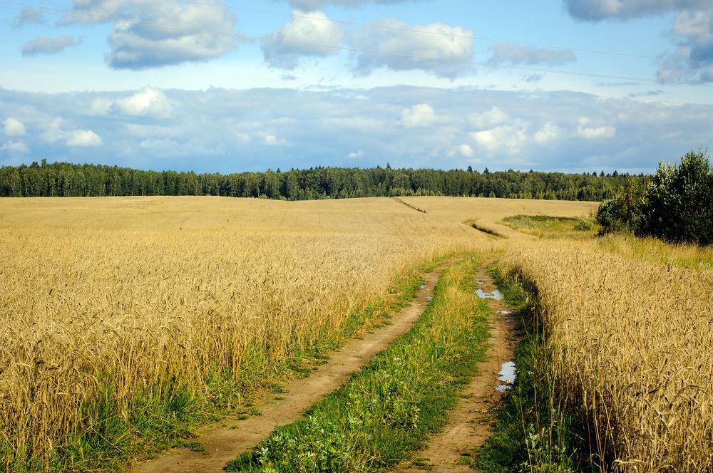 По дороге ржаного поля