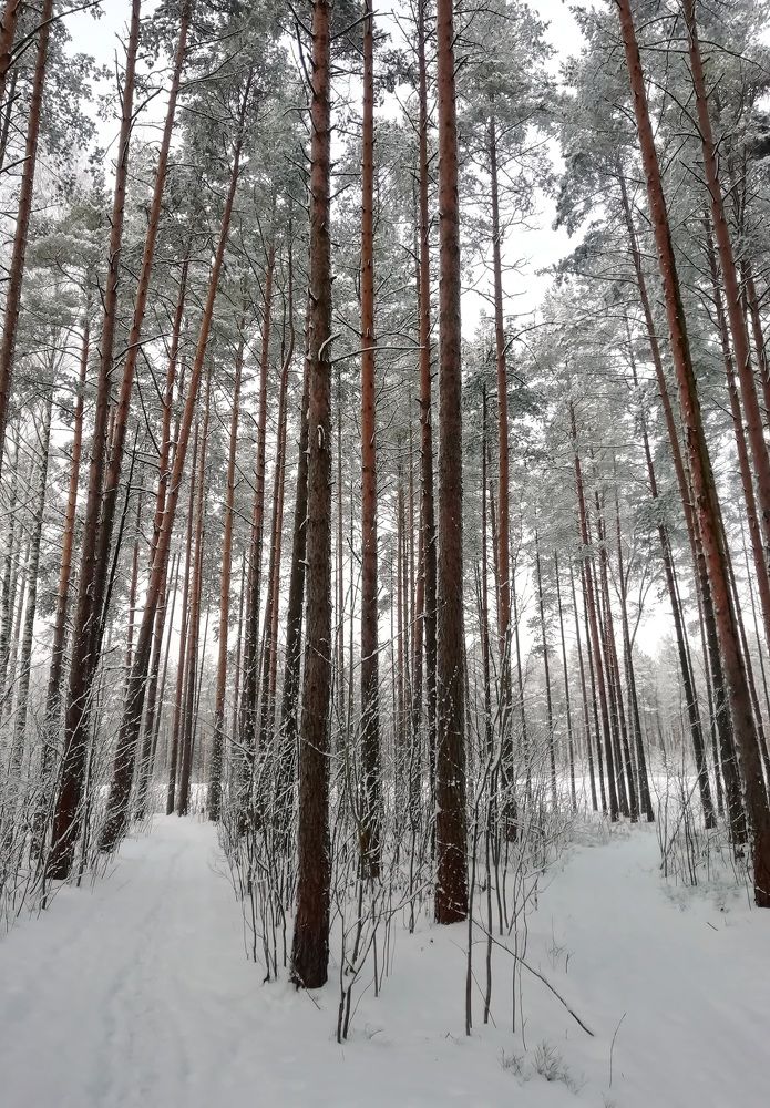 Развилка