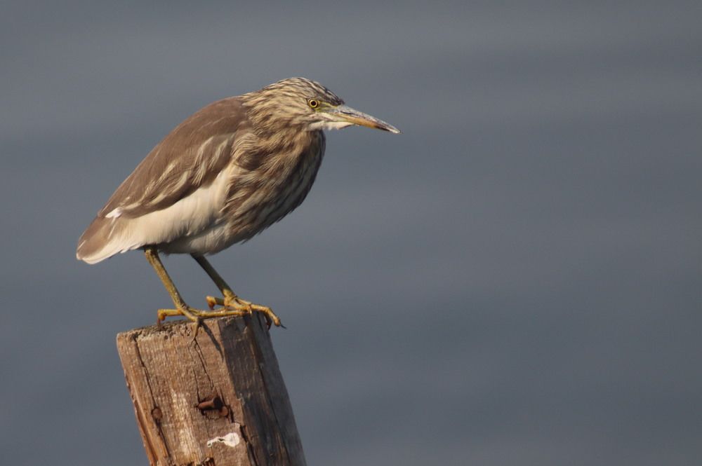 Pond Heron