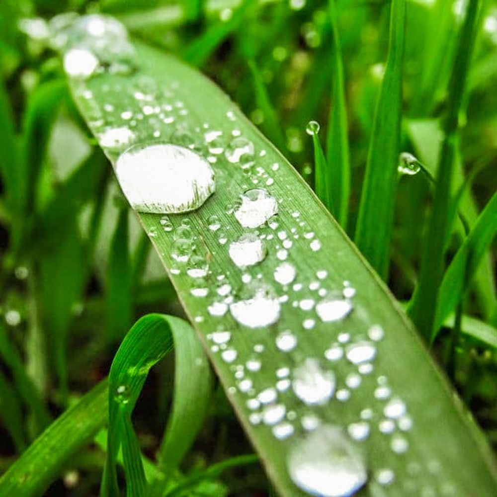 на дворе трава