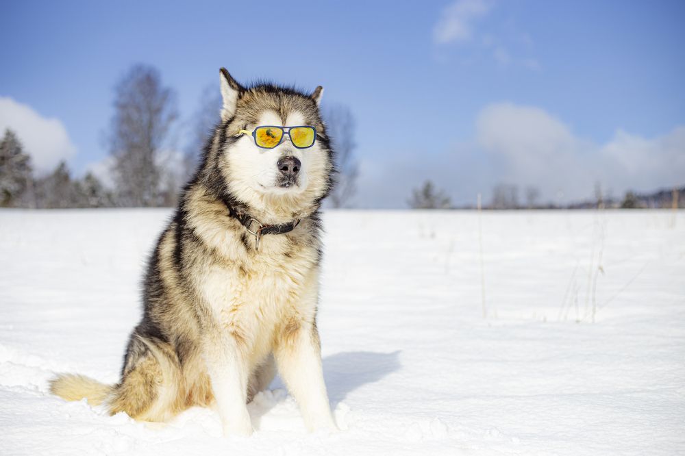 Photograph by Игорь Кувшинников