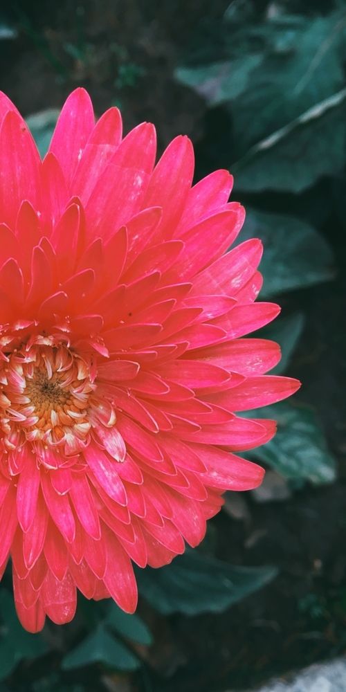 Photograph by Srija Lingwal