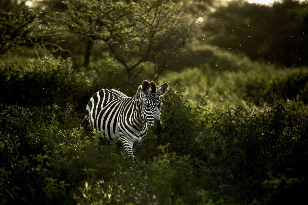 Zebra in Serengeti.