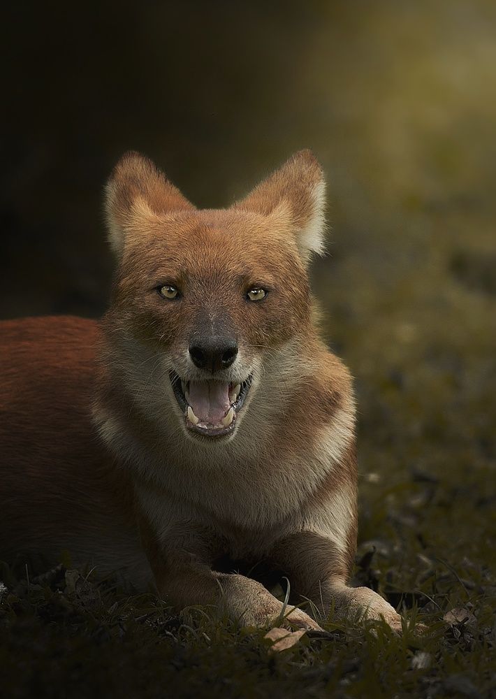 Photograph by Anirudh Vidyabhushan