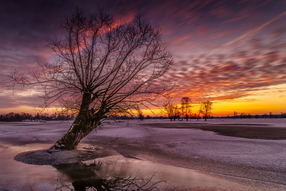 Trees over Fiszor river at sunrise