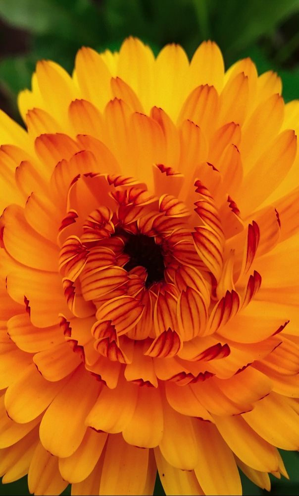 Photograph by Srija Lingwal