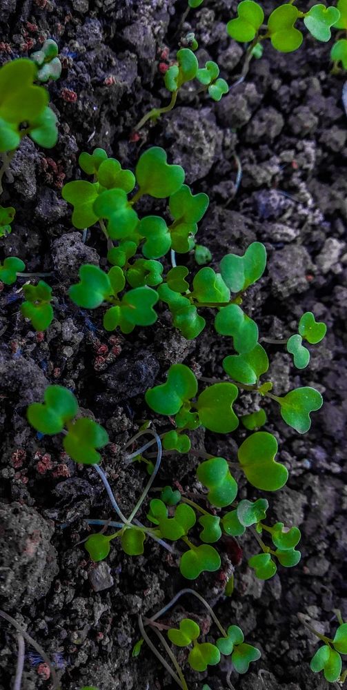 Photograph by Srija Lingwal