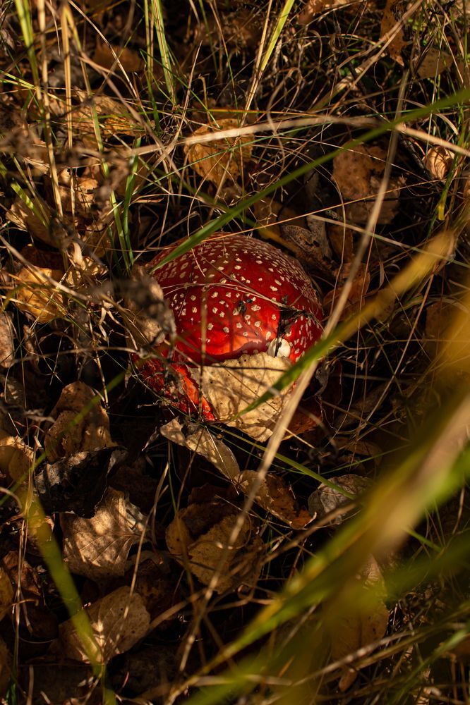 Photograph by Валентина Тагильцева