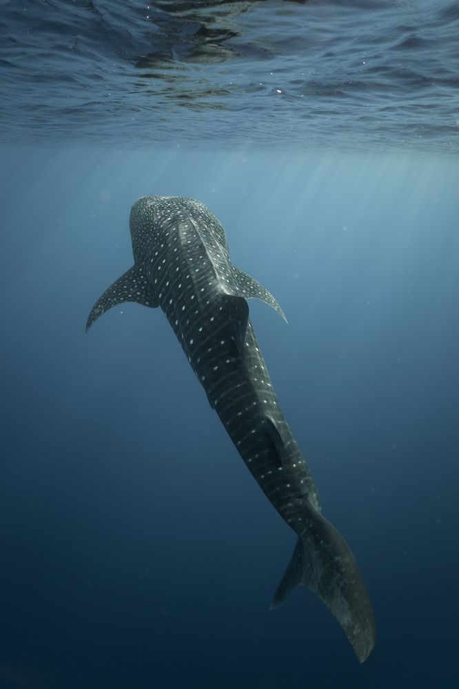 Photograph by Christopher Funada