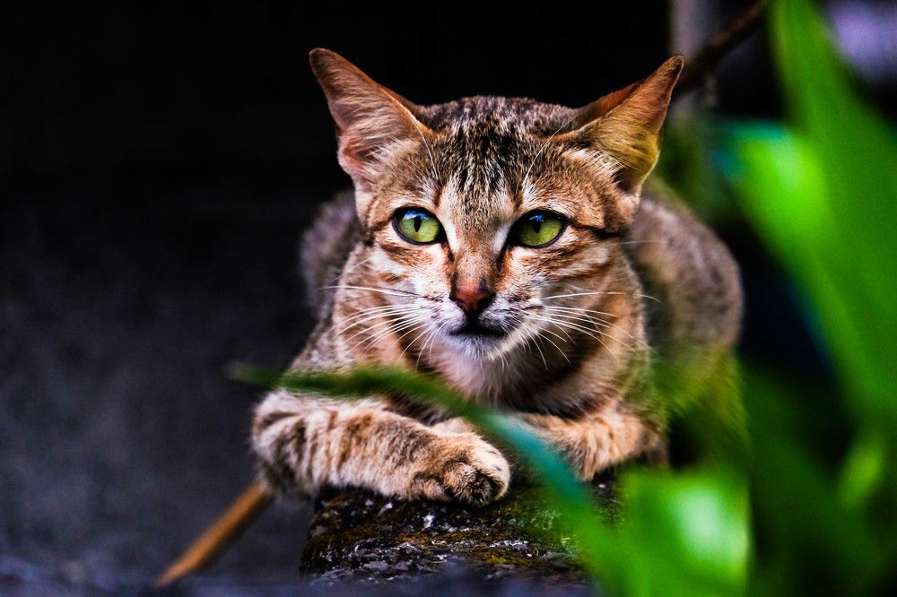 Photograph by firanurfitra