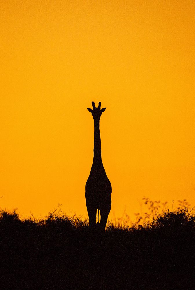 GIRAFFE SILHOUETTE