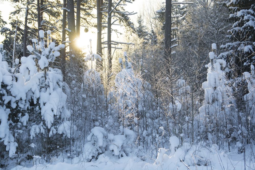 Зимний сон.
