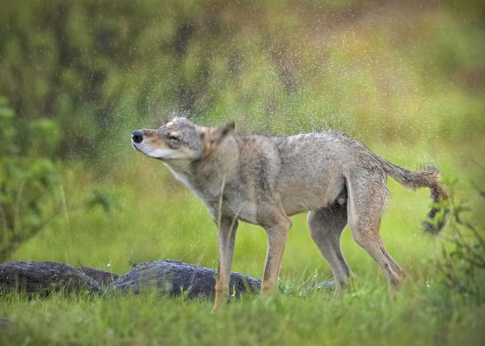 ''King of Grassland in Monsoon''