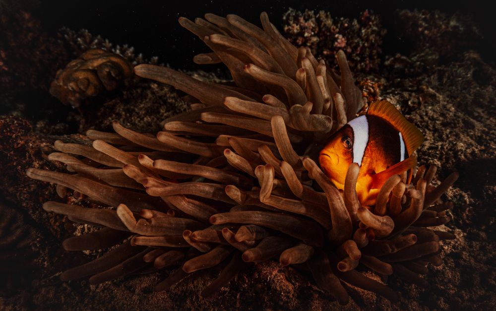 Фотография автора Евгения Кирпиченкова (Клипп)