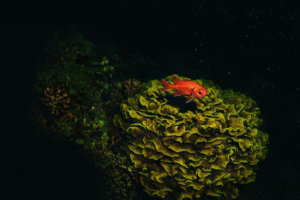 Фотография автора Евгения Кирпиченкова (Клипп)