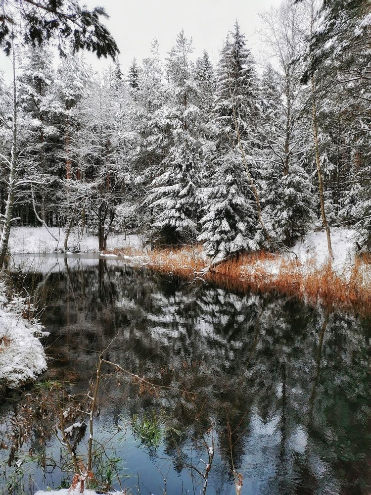 первый снег в лесу