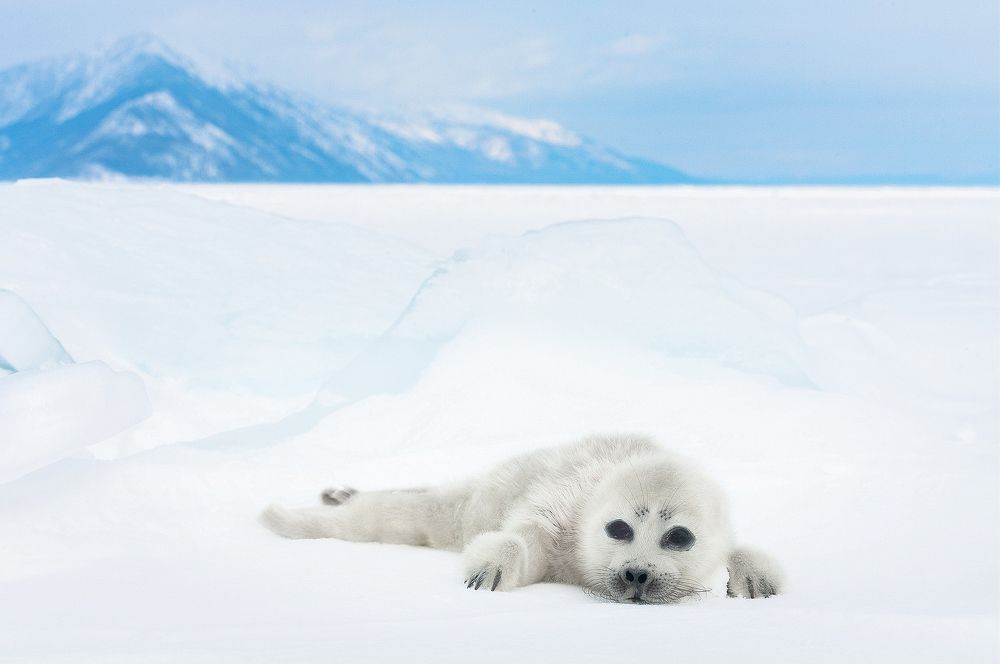 Photograph by Алексей Трофимов