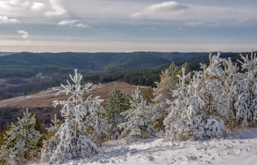 Сосны в снегу