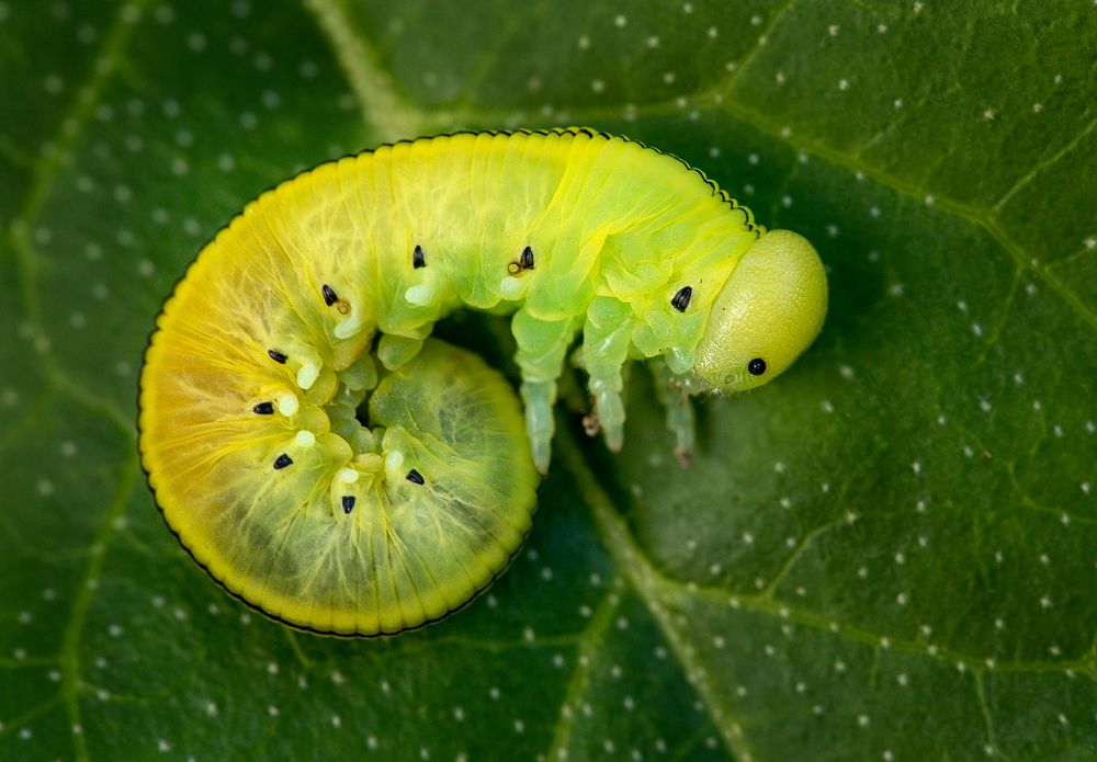 Фотография автора Зоя Галимова