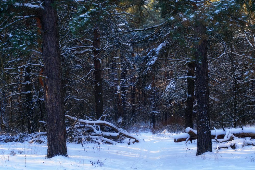 Photograph by Михаил Кудрявцев