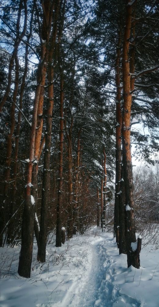Зимний лес