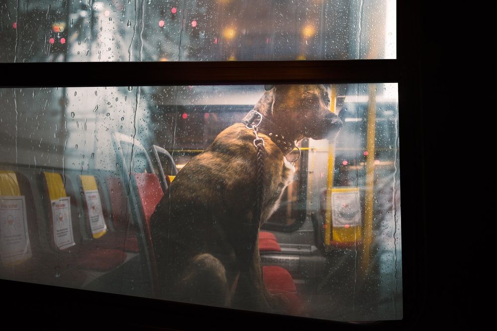 Photograph by Sayantan Basu