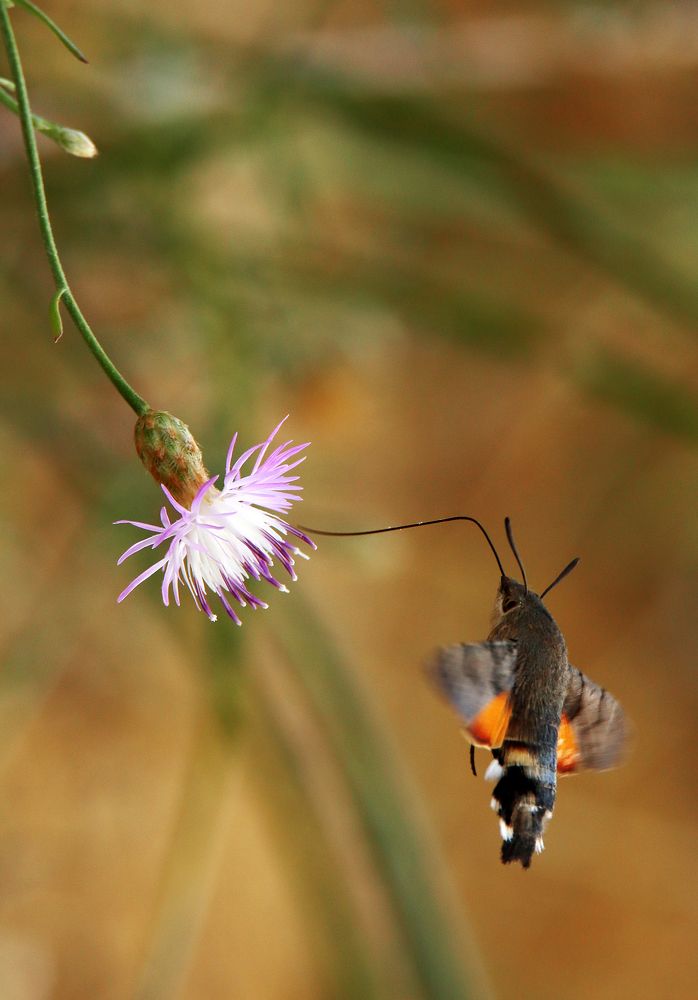 Photograph by Marat Magov