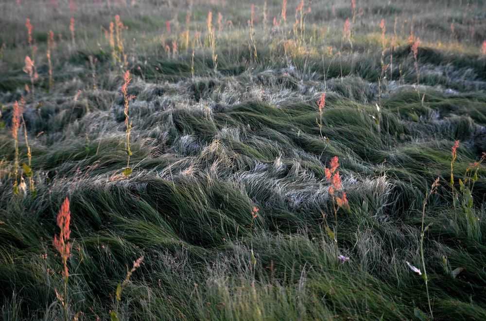 На вечернем лугу. Июнь. 2020.