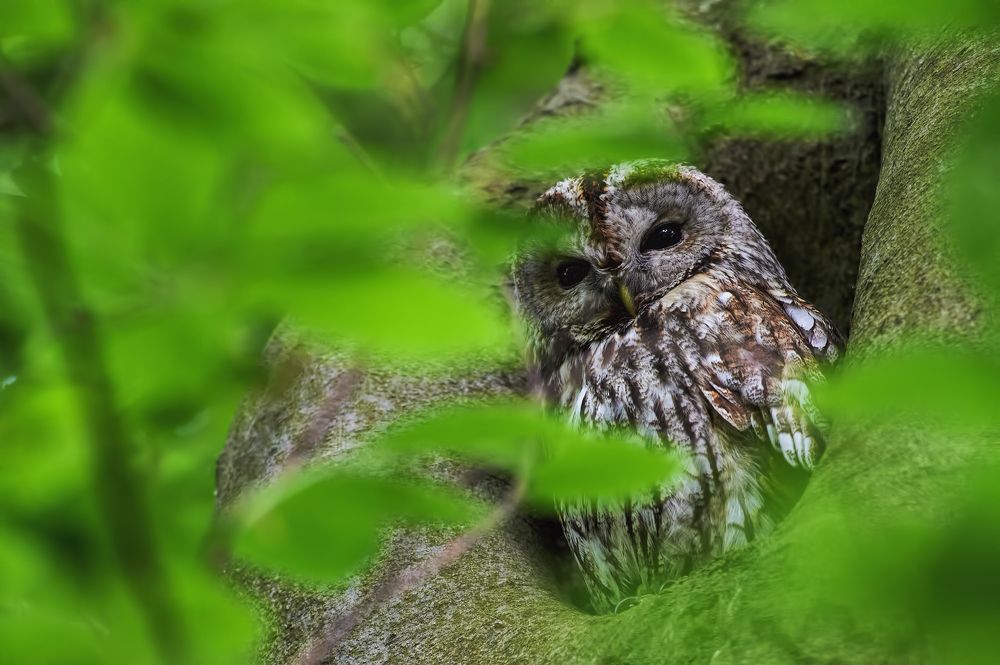 Tawny owl