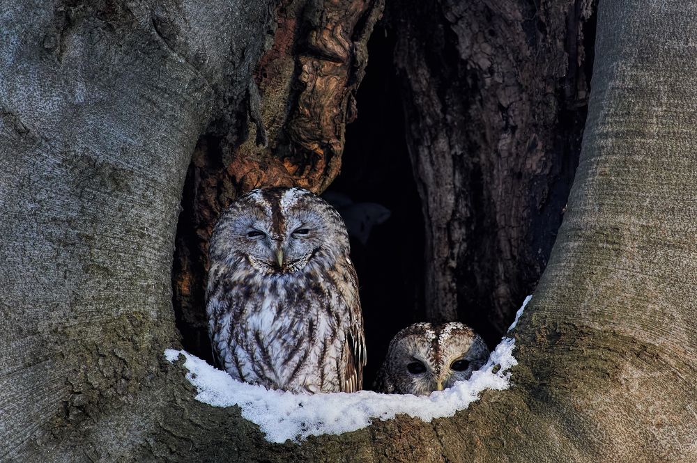 Tawny owls
