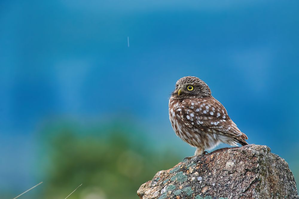 Little owl