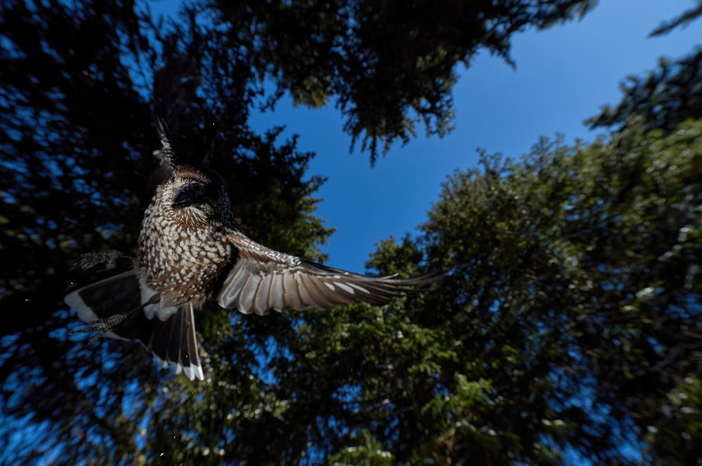 A nutcracker coming down