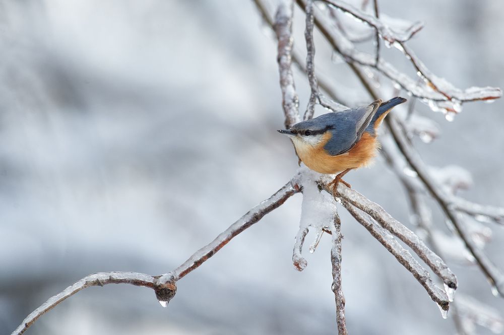 A nuthatch in the frozen forest