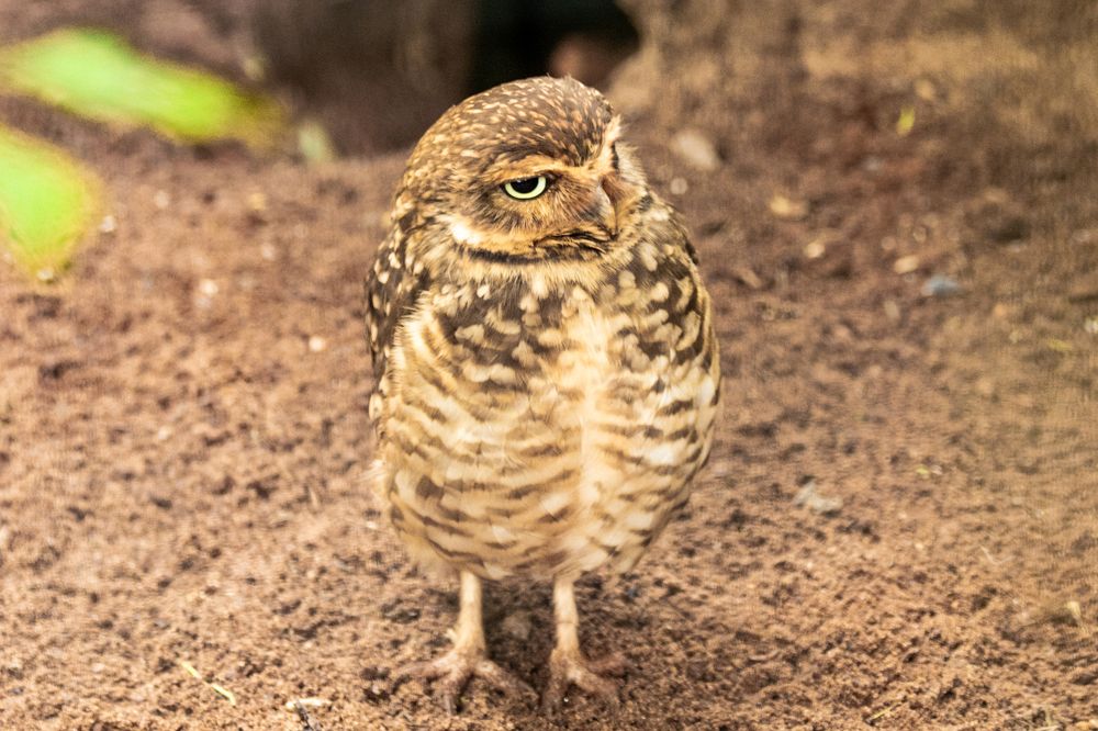 Spotted owlet