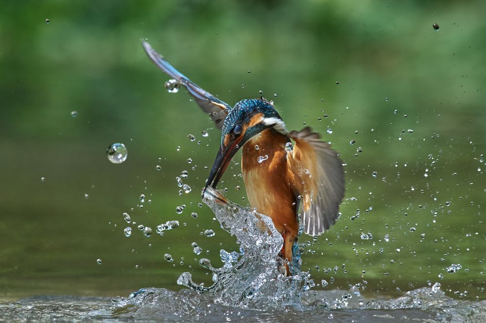 Hunting kingfisher