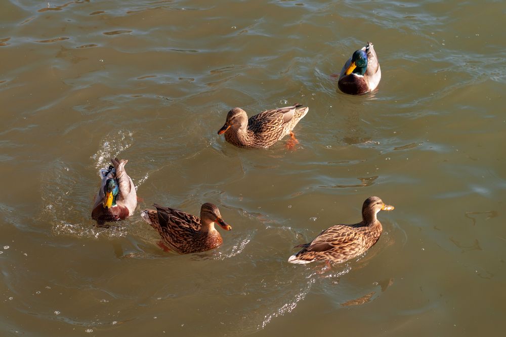 Photo #5573404