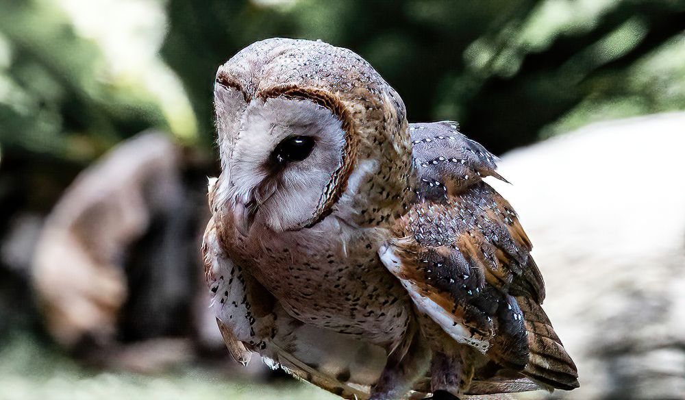 Barn Owl