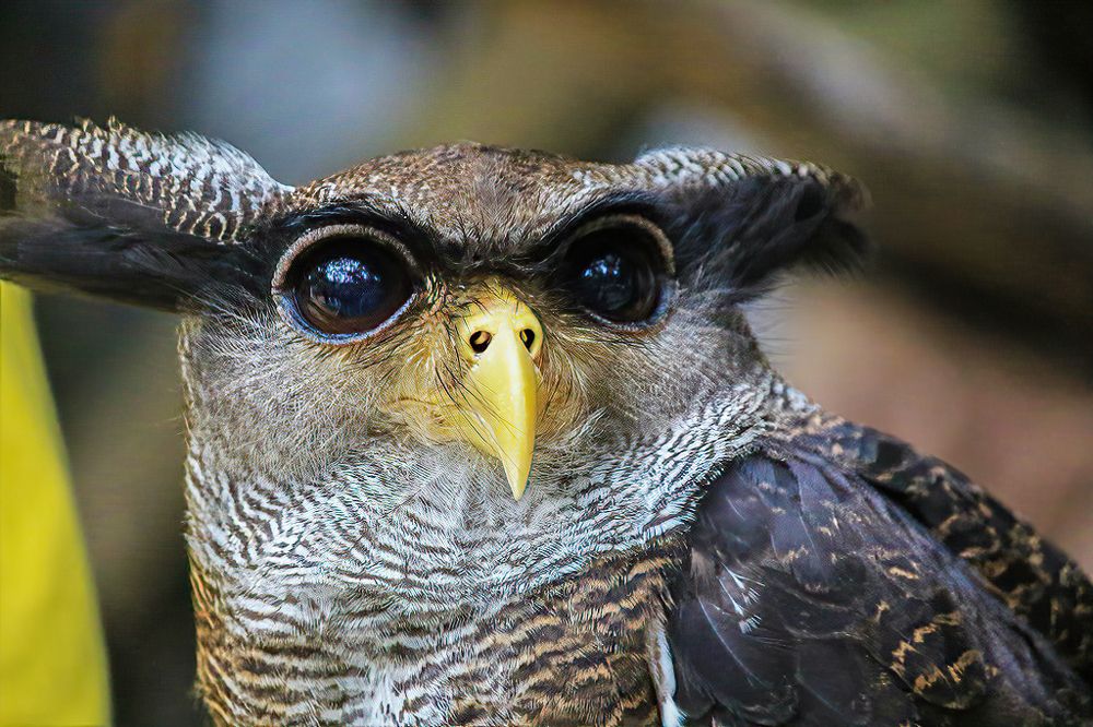 Photograph by AMIRUL KHUSRU