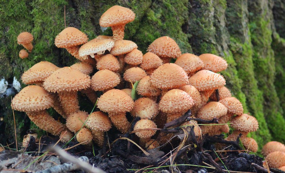 Чешуйчатка обыкновенная